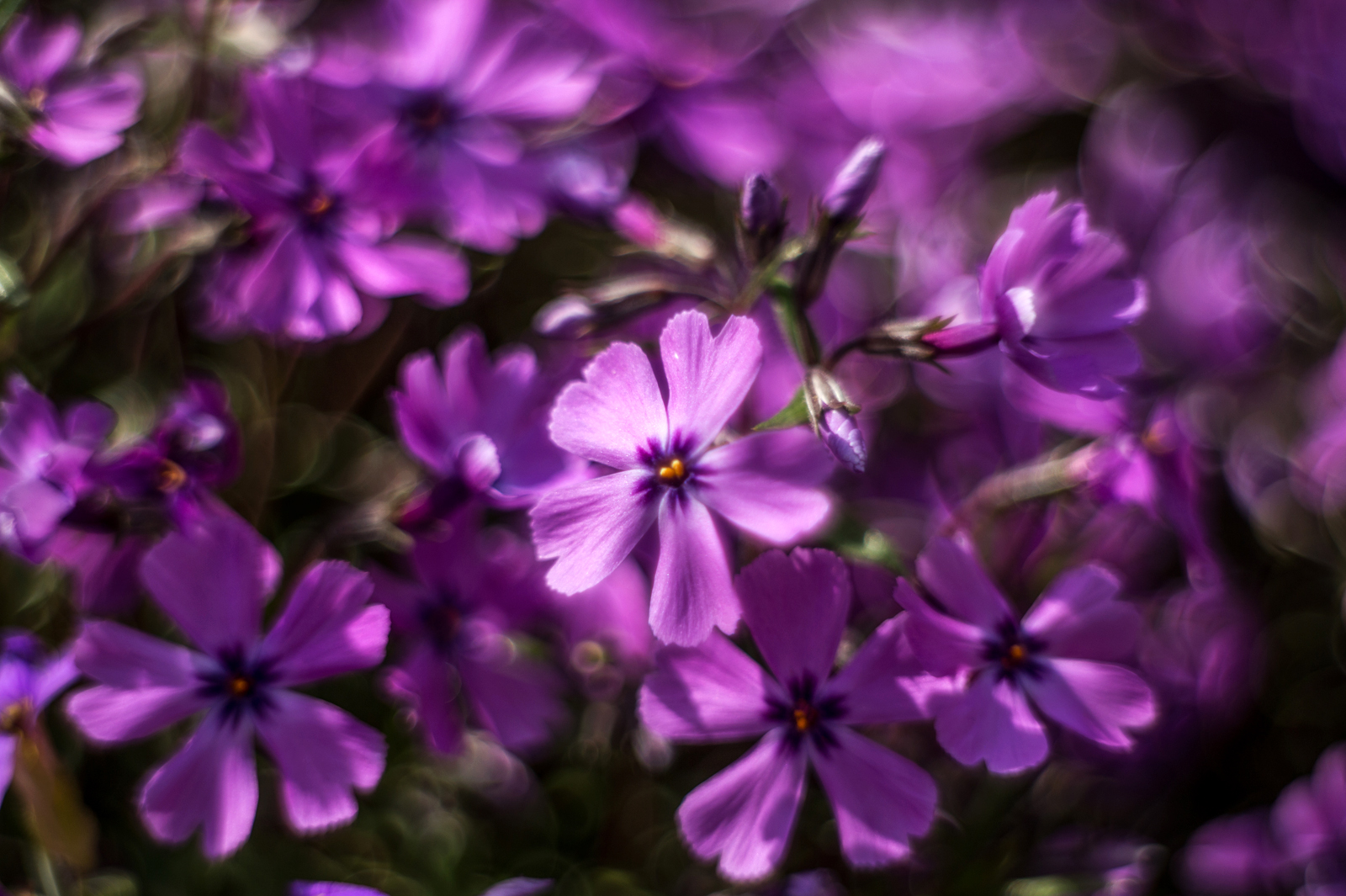 Phlox