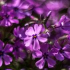 Phlox