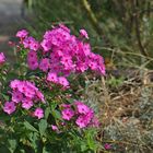 Phlox