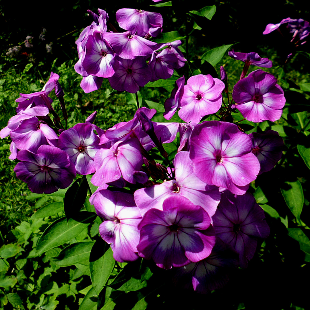 Phlox