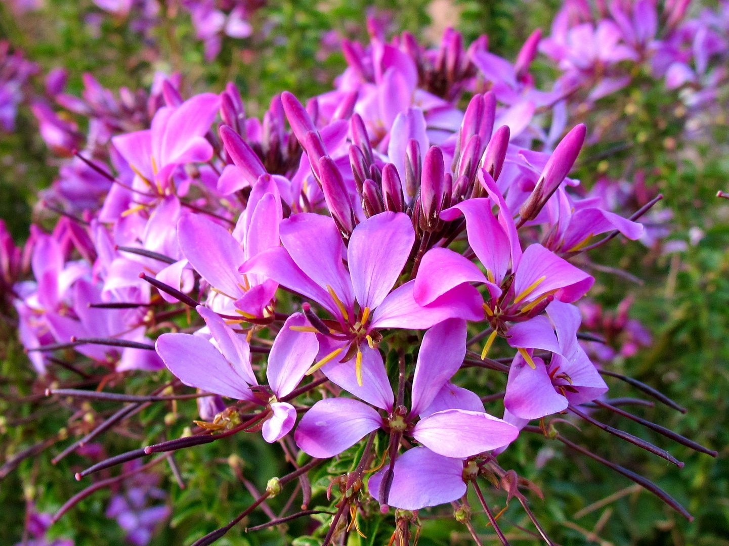 Phlox