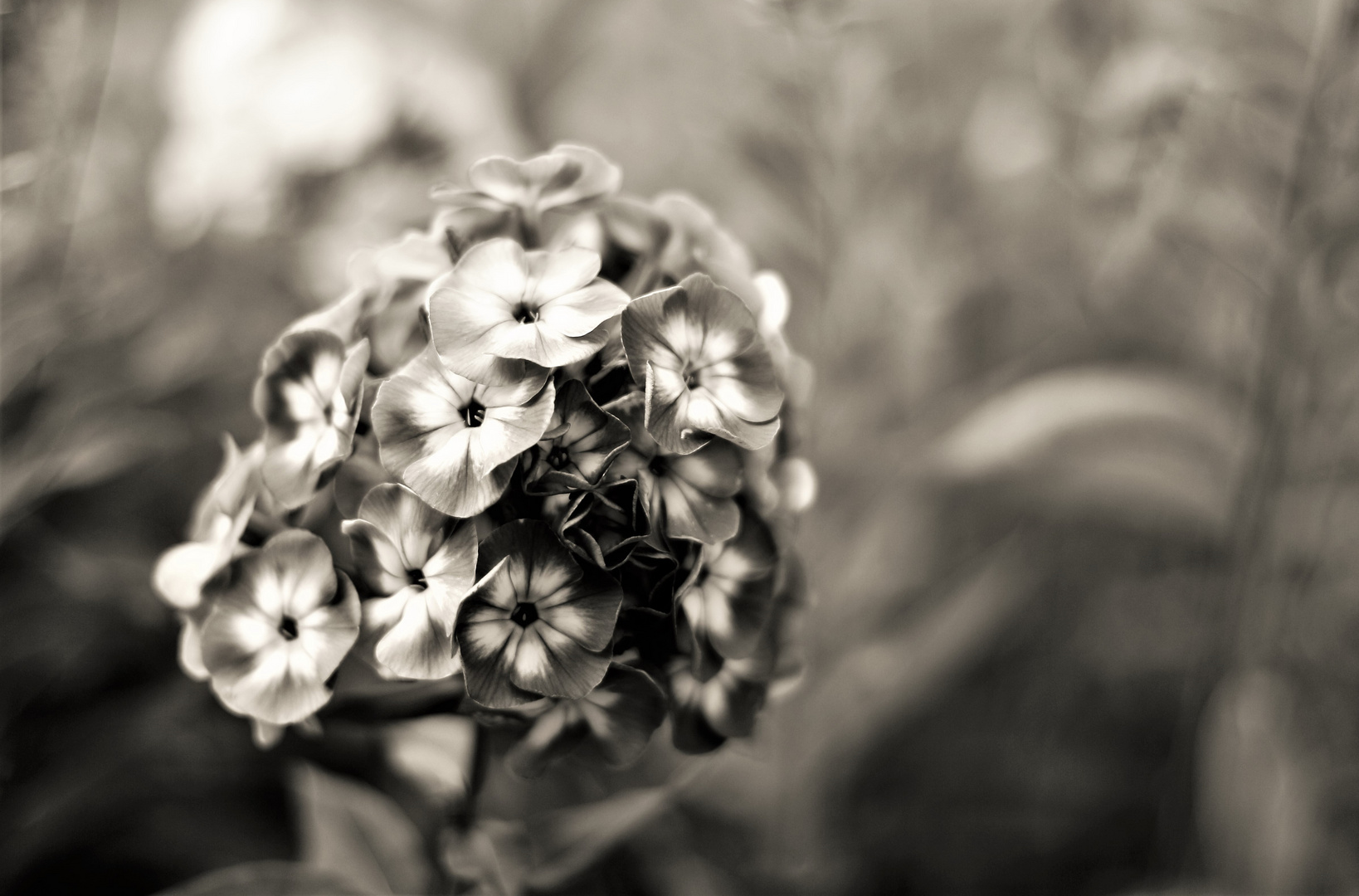 Phlox...