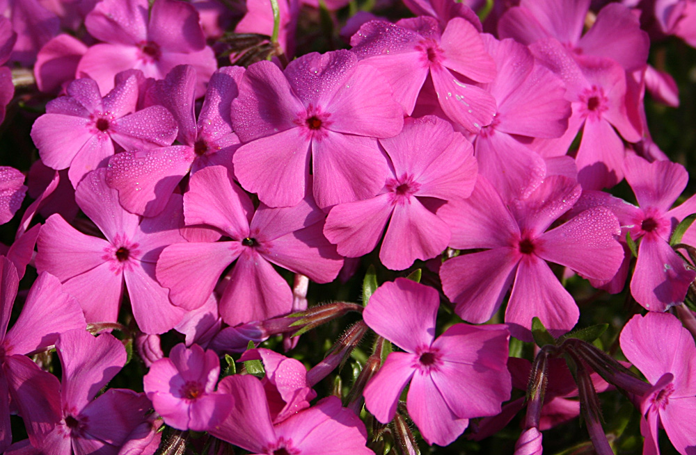 Phlox "Daniels cusion"