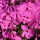 Phlox "Daniels cusion"