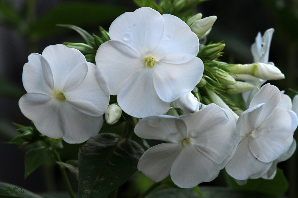 ~~Phlox~~