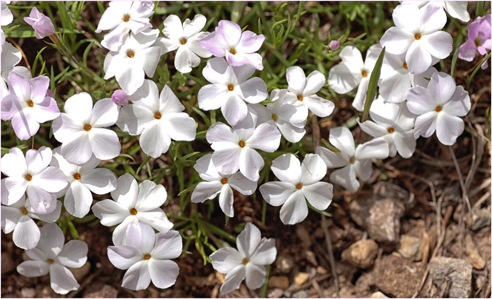 Phlox diffusa - Spreading Phlox