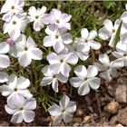 Phlox diffusa - Spreading Phlox