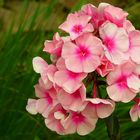 Phlox