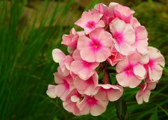 Phlox