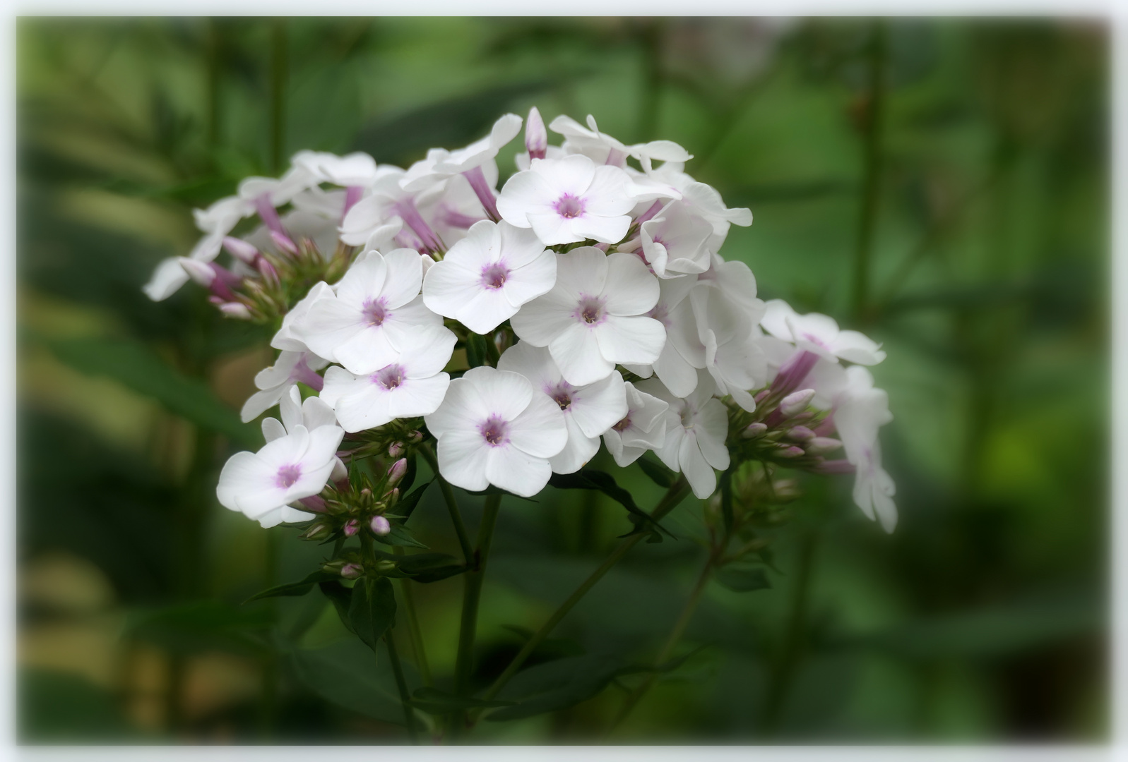 Phlox