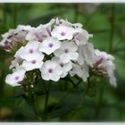 Phlox