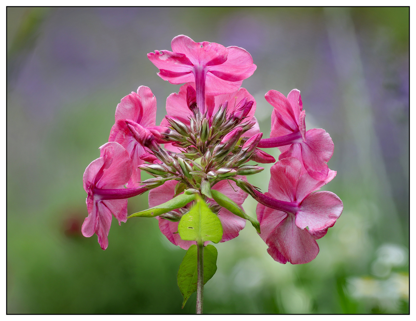 Phlox 