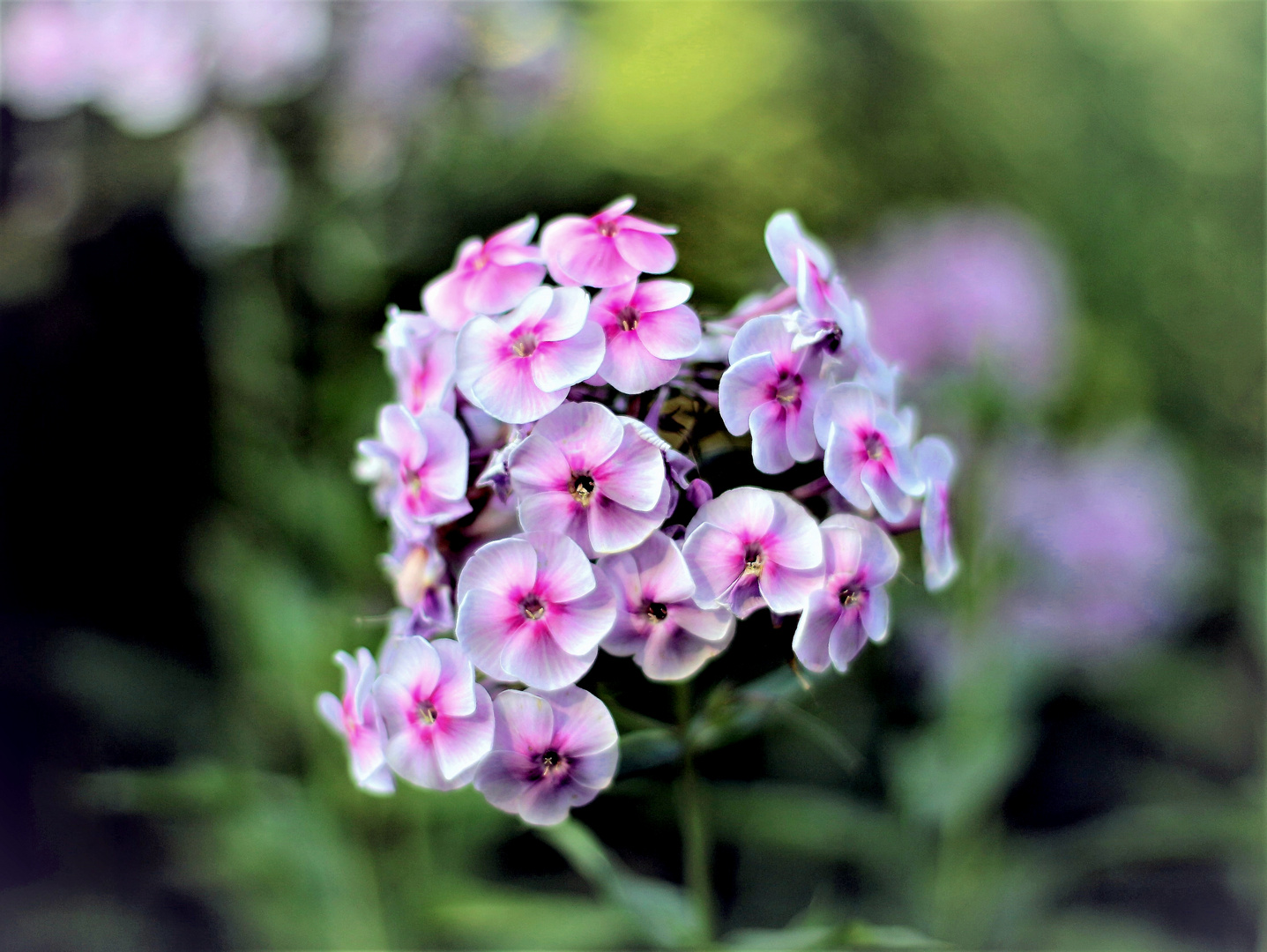 Phlox...