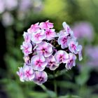 Phlox...