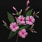 Phlox Flammenblume