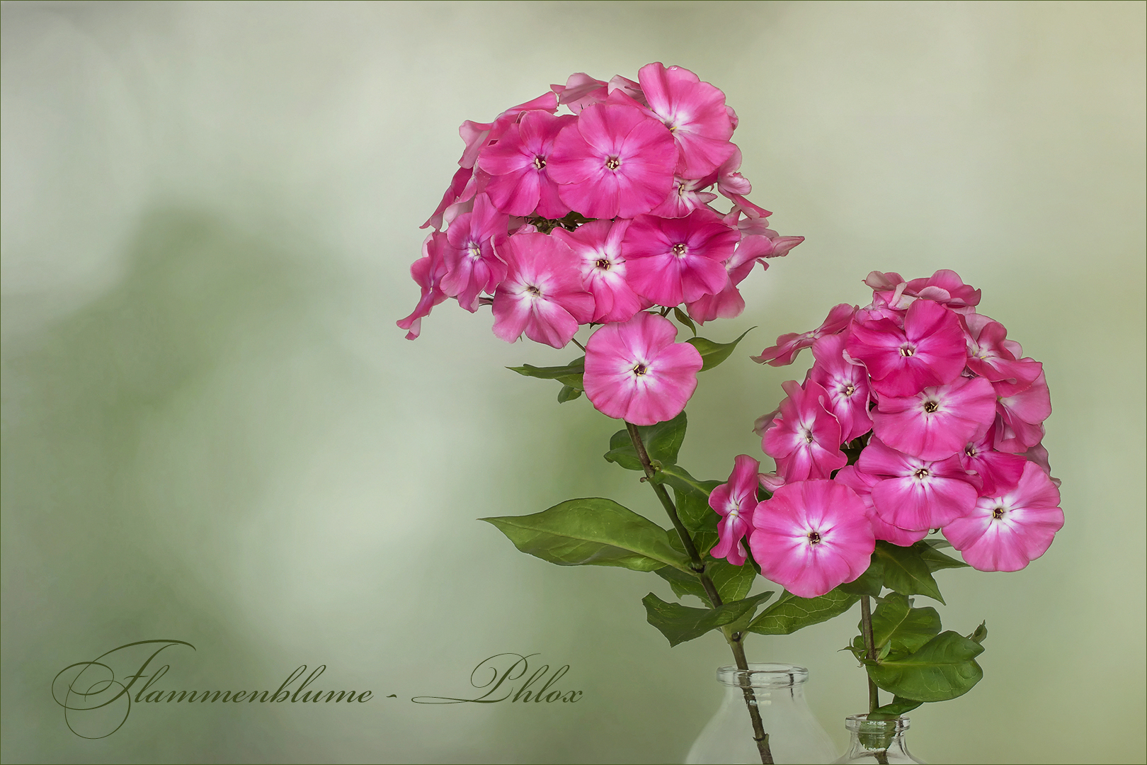 Phlox - Flammenblume...