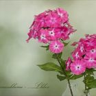 Phlox - Flammenblume...