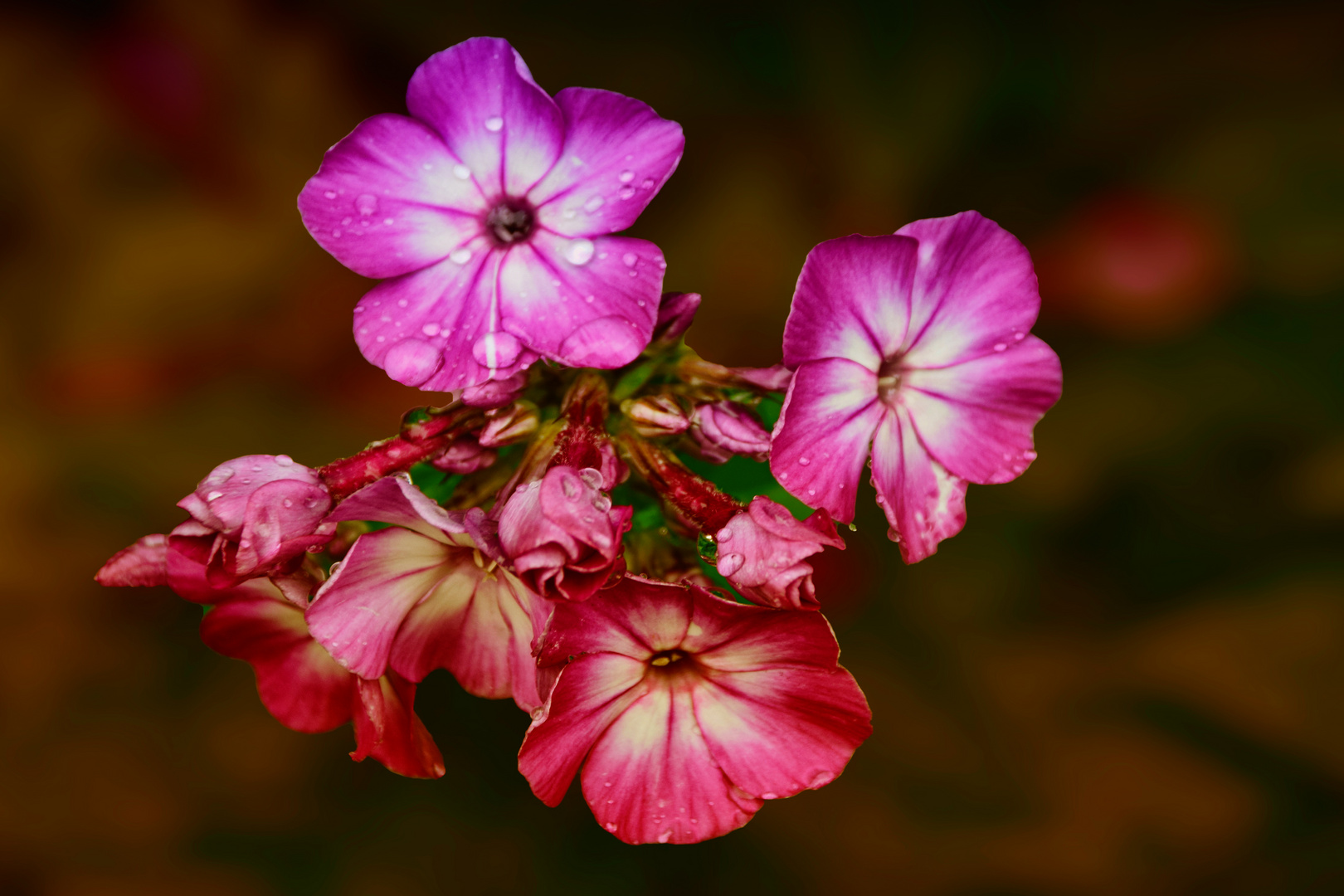 Phlox, Flammenblume