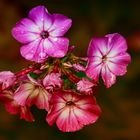 Phlox, Flammenblume