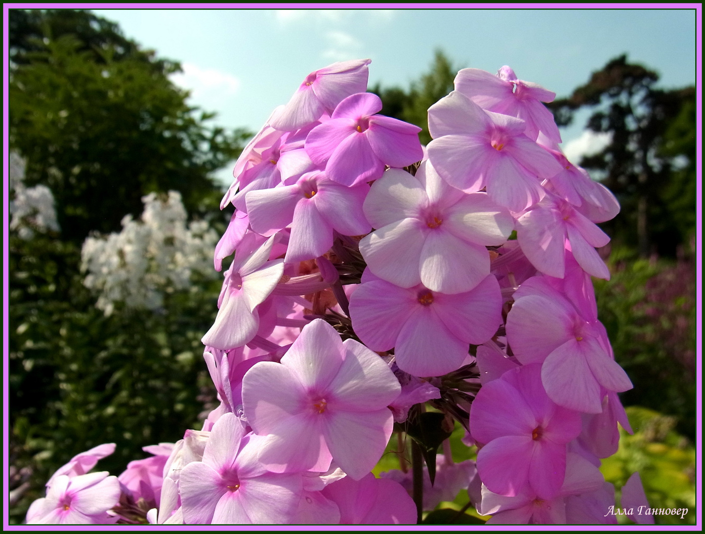 Phlox (Flammenblume)