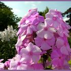 Phlox (Flammenblume)