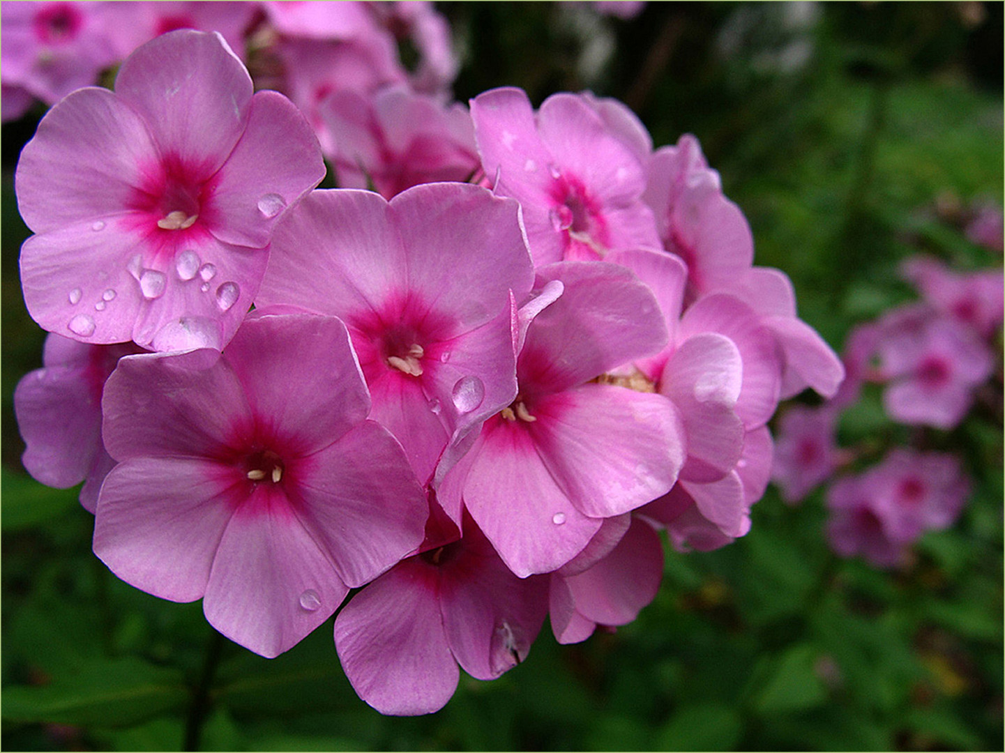 Phlox-für-Mittwoch-