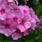 Phlox-für-Mittwoch-