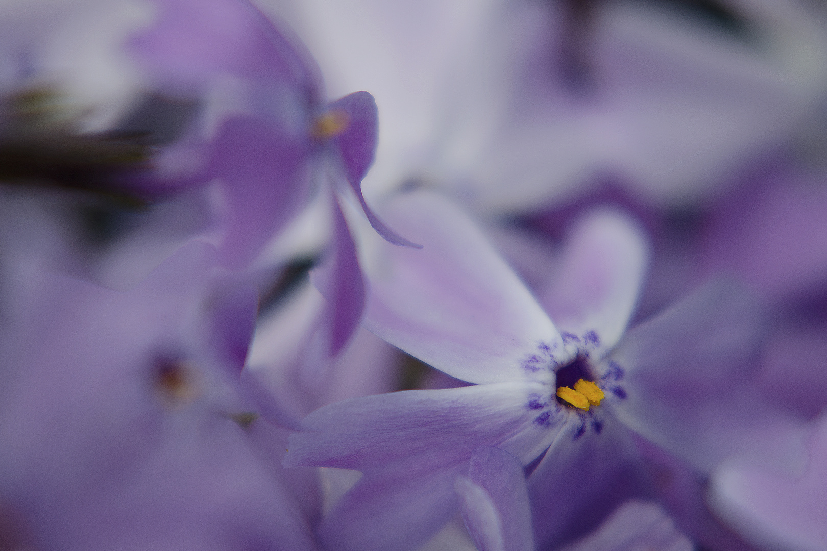 Phlox im Frühling