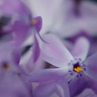 Phlox im Frühling