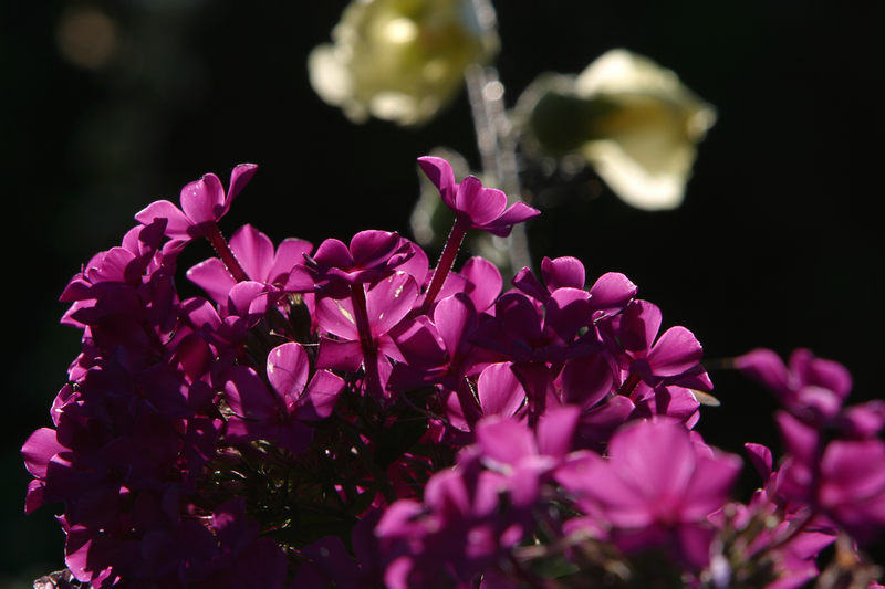 Phlox in der Abendsonne