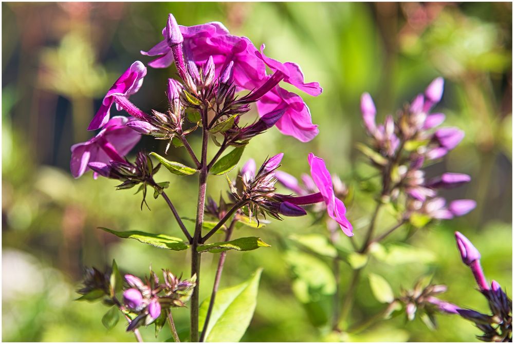 Phlox in meinem Garten