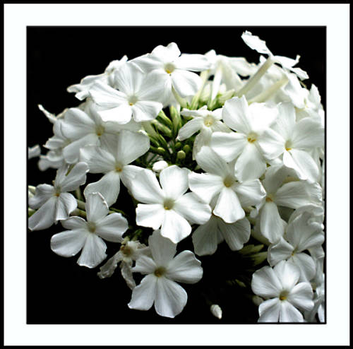 Phlox in weiss von Brigitte Ebert