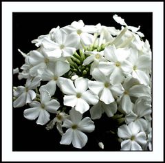 Phlox in weiss