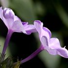 Phlox leuchtend