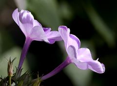 Phlox leuchtend