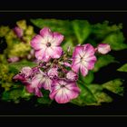 Phlox   - Leuchtende Flammen im Garten -