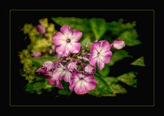 Phlox   - Leuchtende Flammen im Garten -