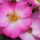 Phlox Meidiland Rose