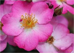 Phlox Meidiland Rose