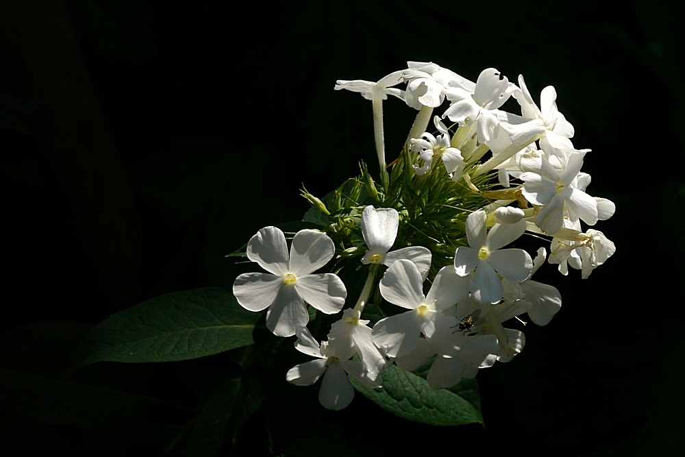 Phlox paniculata