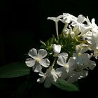 Phlox paniculata