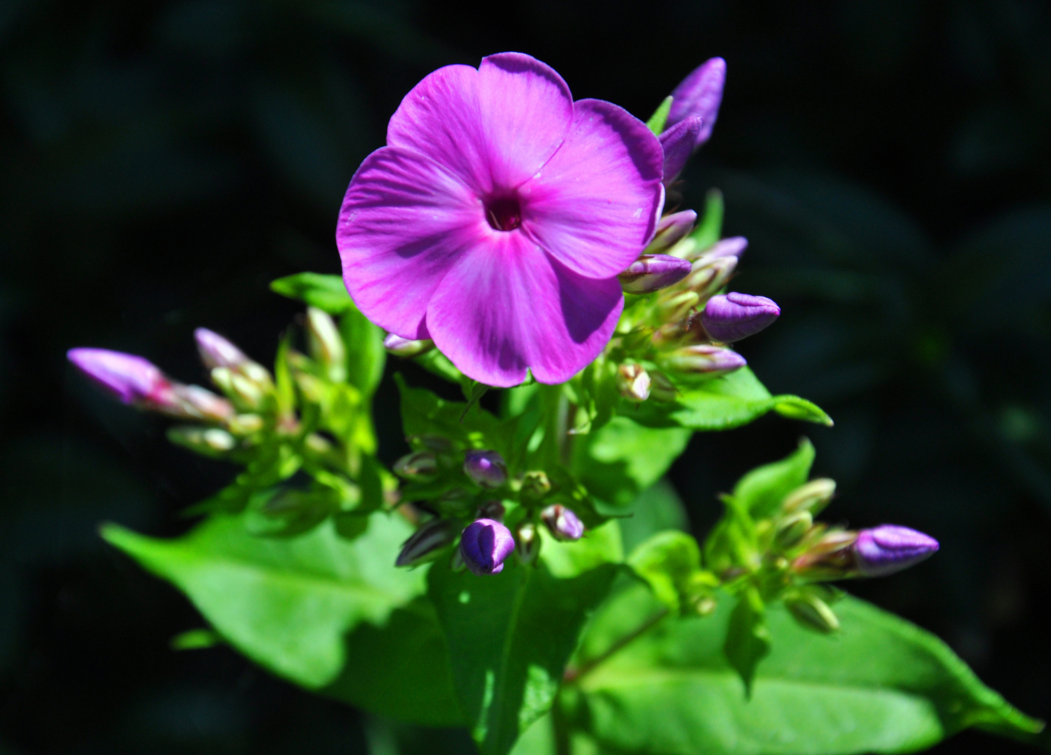 phlox paniculata .......