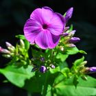 phlox paniculata .......