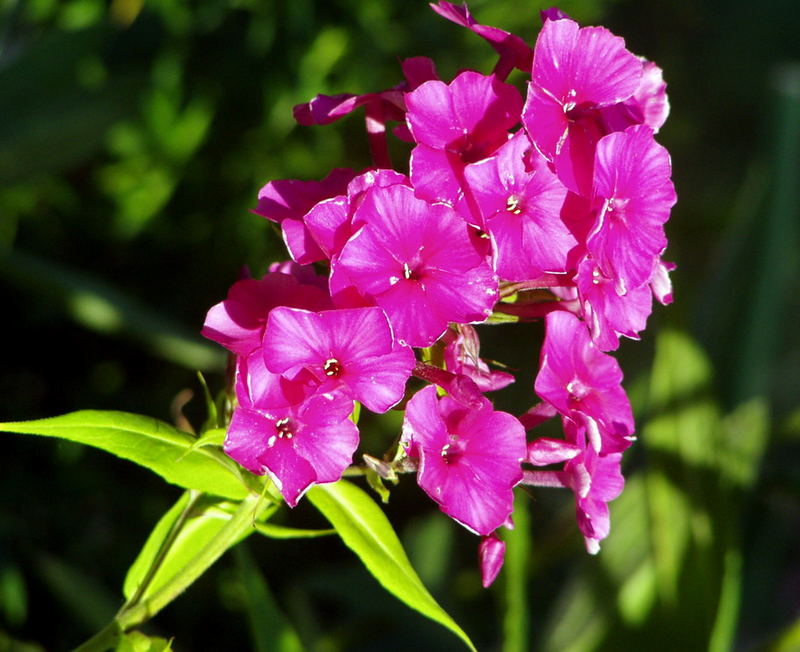 Phlox paniculata