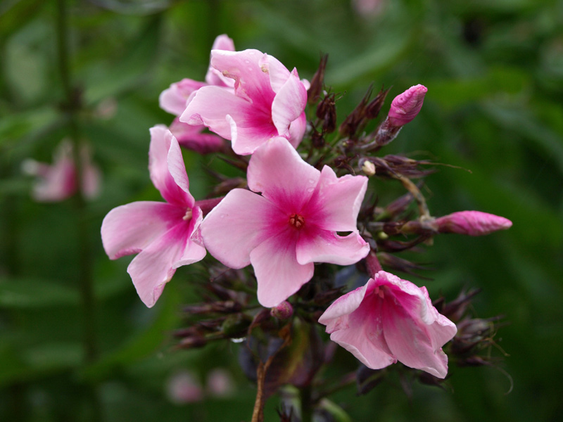 Phlox (paniculata)