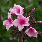 Phlox (paniculata)