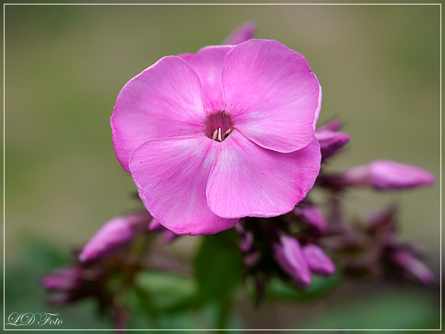 Phlox pink 1