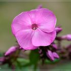 Phlox pink 1