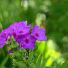 Phlox (Reload)