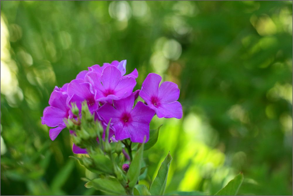 Phlox (Reload)